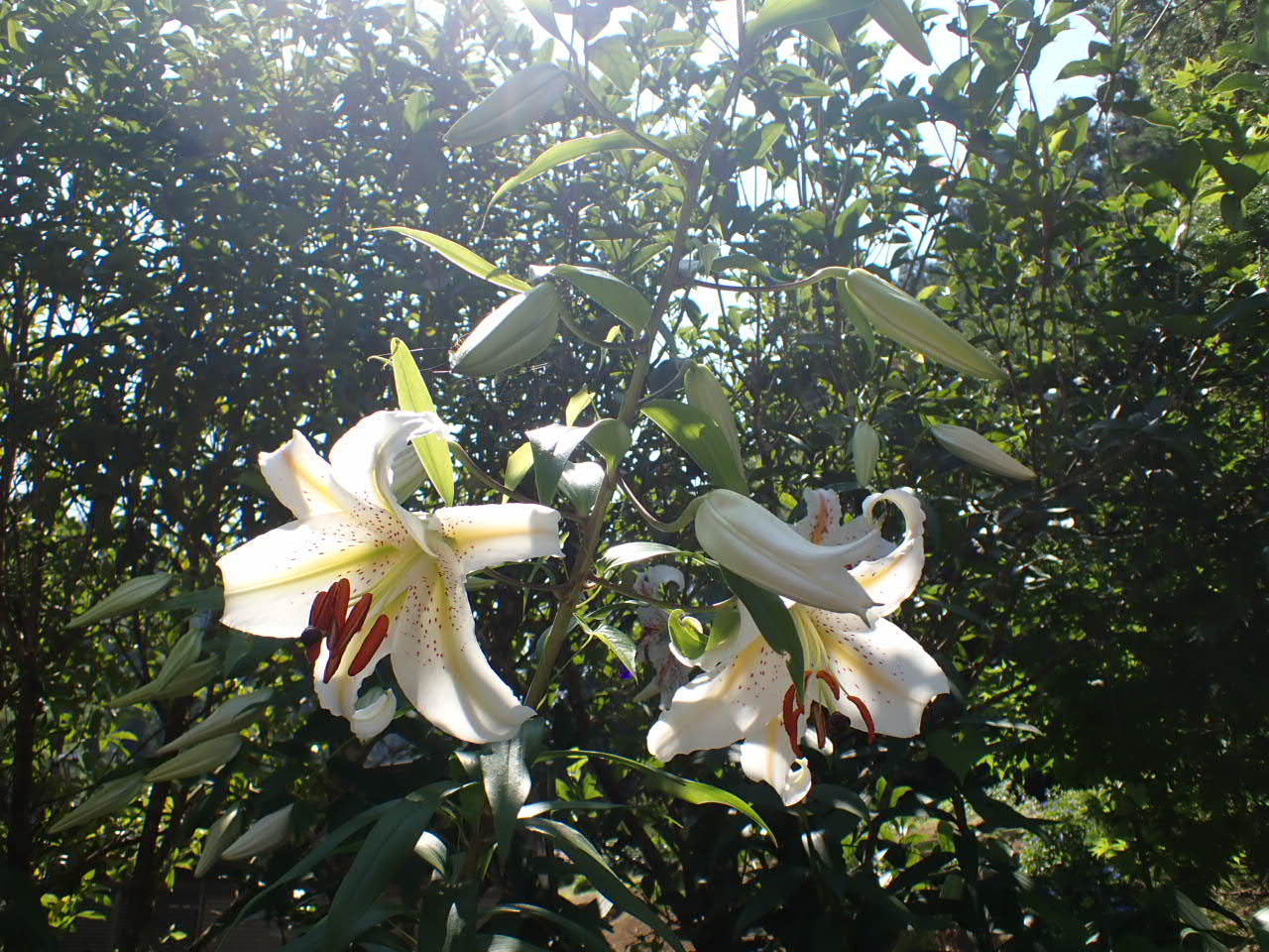 日本翡翠情報センター：関連書籍（BOOK）